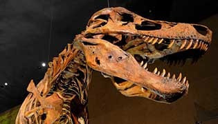 スマホ音声ガイドナレーターデモサンプル恐竜展ティラノサウルス
