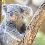 【集客力・満足度向上にも】動物園に音声ガイドが最適な理由は?メリットや活用方法をご紹介